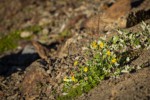 Mountain Arnica & Sweet Coltsfoot on scree slope