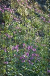 Red Willowherb, Sitka Valerian, White Small-flowered Paintbrush, backlit