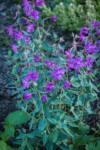 Red Willowherb