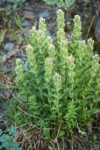 White Small-flowered Paintbrush