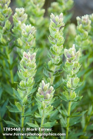 Castilleja parviflora var. albida