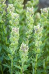 White Small-flowered Paintbrush