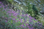 Red Willowherb w/ Sitka Valerian