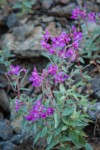 Red Willowherb