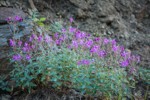 Red Willowherb