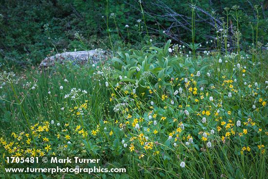 Arnica latifolia; Bistorta bistortoides; Valeriana sitchensis; Veratrum viride