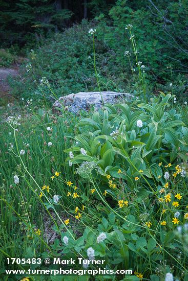 Arnica latifolia; Bistorta bistortoides; Valeriana sitchensis; Veratrum viride