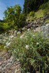 Pearly Everlasting