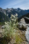 Pearly Everlasting w/ Skagit Range peaks bkgnd