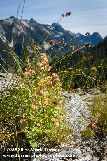 Erythranthe lewisii; Carex sp.