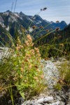 Lewis's Monkeyflower in seed w/ Sedge