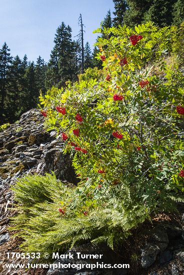 Sorbus sitchensis; Athyrium distentifolium ssp. americanum