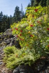 Sitka Mountain Ash in fruit w/ Alpine Lady Ferns