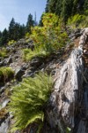 Sitka Mountain Ash in fruit w/ Alpine Lady Ferns