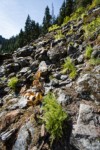 American Parsley Ferns on talus slope