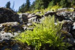 American Parsley Fern