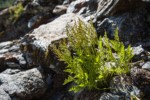 American Parsley Fern