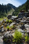 American Parsley Ferns on talus slope