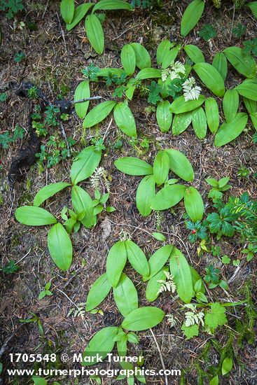 Clintonia uniflora; Rubus pedatus; Gymnocarpium disjunctum