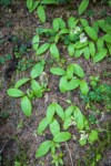 Queen's Cup foliage, Strawberry Bramble in fruit, Oak Ferns on forest floor