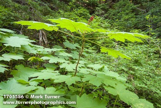 Oplopanax horridus