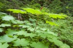 Devil's Club foliage & fruit