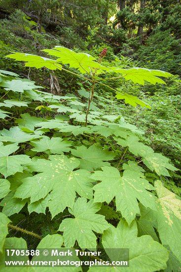 Oplopanax horridus