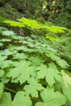 Devil's Club foliage & fruit