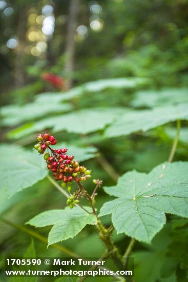 Oplopanax horridus