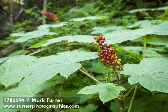 Oplopanax horridus