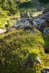 Partridgefoot foliage on talus boulders