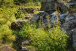 Sitka Valerian, in seed, on talus boulders