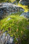 Partridgefoot foliage on talus boulders