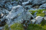 Partridgefoot foliage & Sedge at base of talus boulder