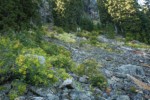 Sitka Mountain Ash, in fruit, on talus slope