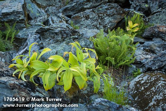 Veratrum viride; Athyrium distentifolium ssp. americanum