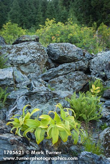 Veratrum viride; Athyrium distentifolium ssp. americanum