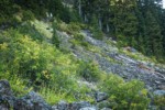 Sitka Mountain Ash, in fruit, on talus slope