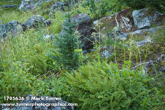 Athyrium distentifolium ssp. americanum; Valeriana sitchensis