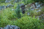 Alpine Lady Ferns w/ Sitka Valerian (in seed)