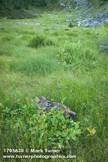 Valeriana sitchensis; Carex spp.