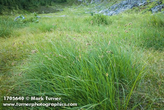 Carex spectabilis