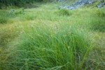 Showy Sedge in subalpine meadow