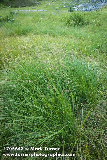 Carex spectabilis