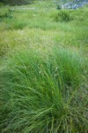 Showy Sedge in subalpine meadow