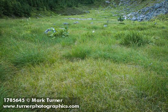 Carex spp.