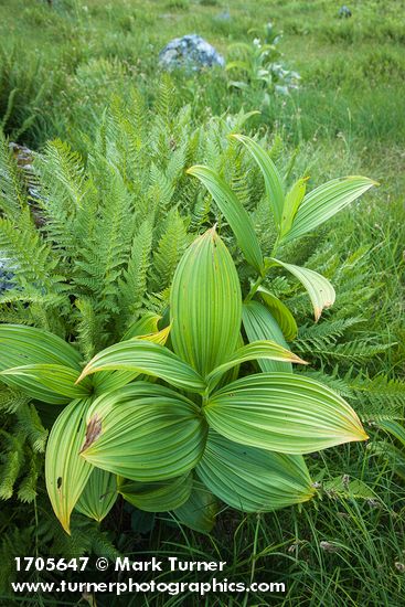 Athyrium distentifolium ssp. americanum; Veratrum viride