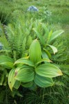 Alpine Lady Ferns w/ Green Corn Lily foliage
