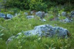 Green Corn Lilies & Showy Sedge among boulders in subalpine meadow