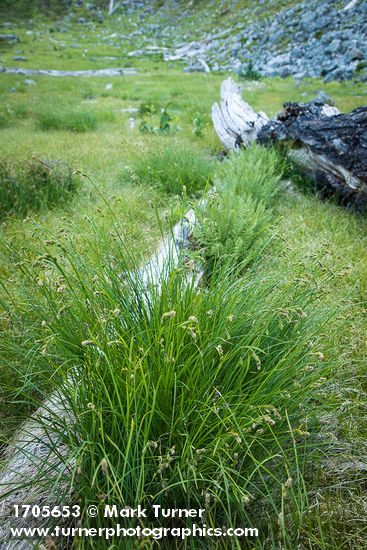 Carex spectabilis